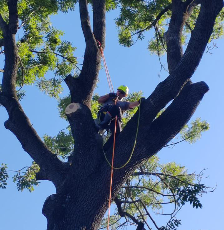 Rizikové kácení stromů